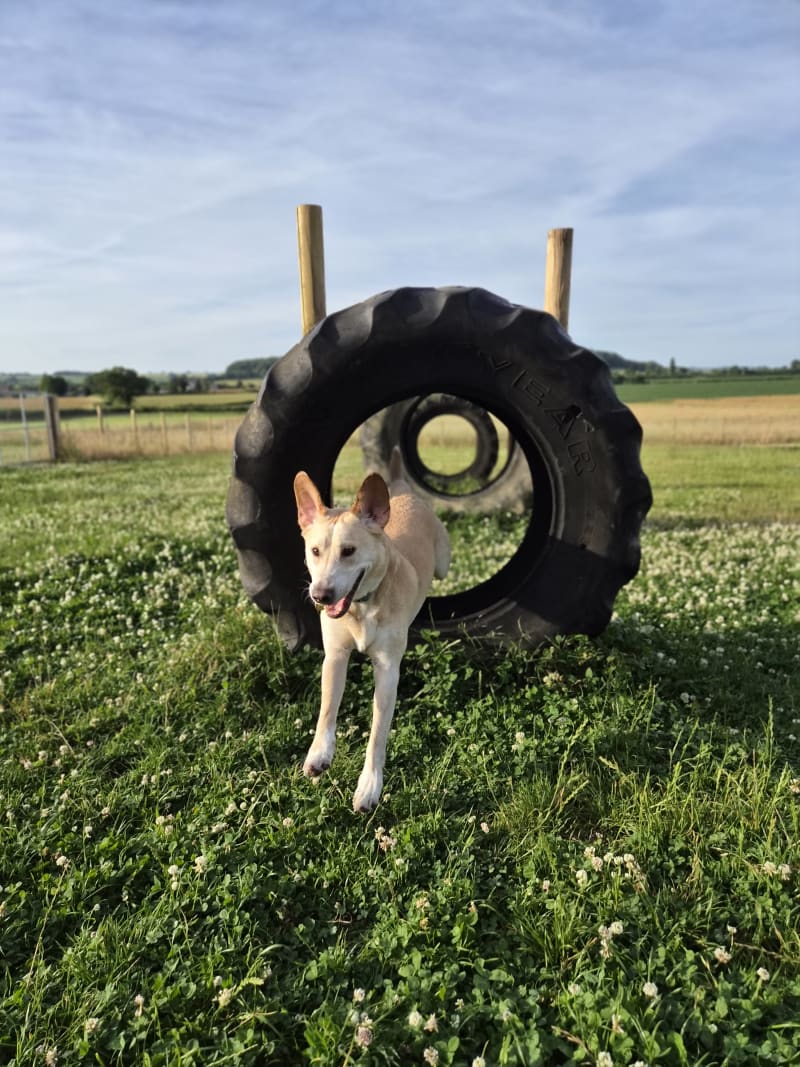 Reg loved his sunrise run ☀️