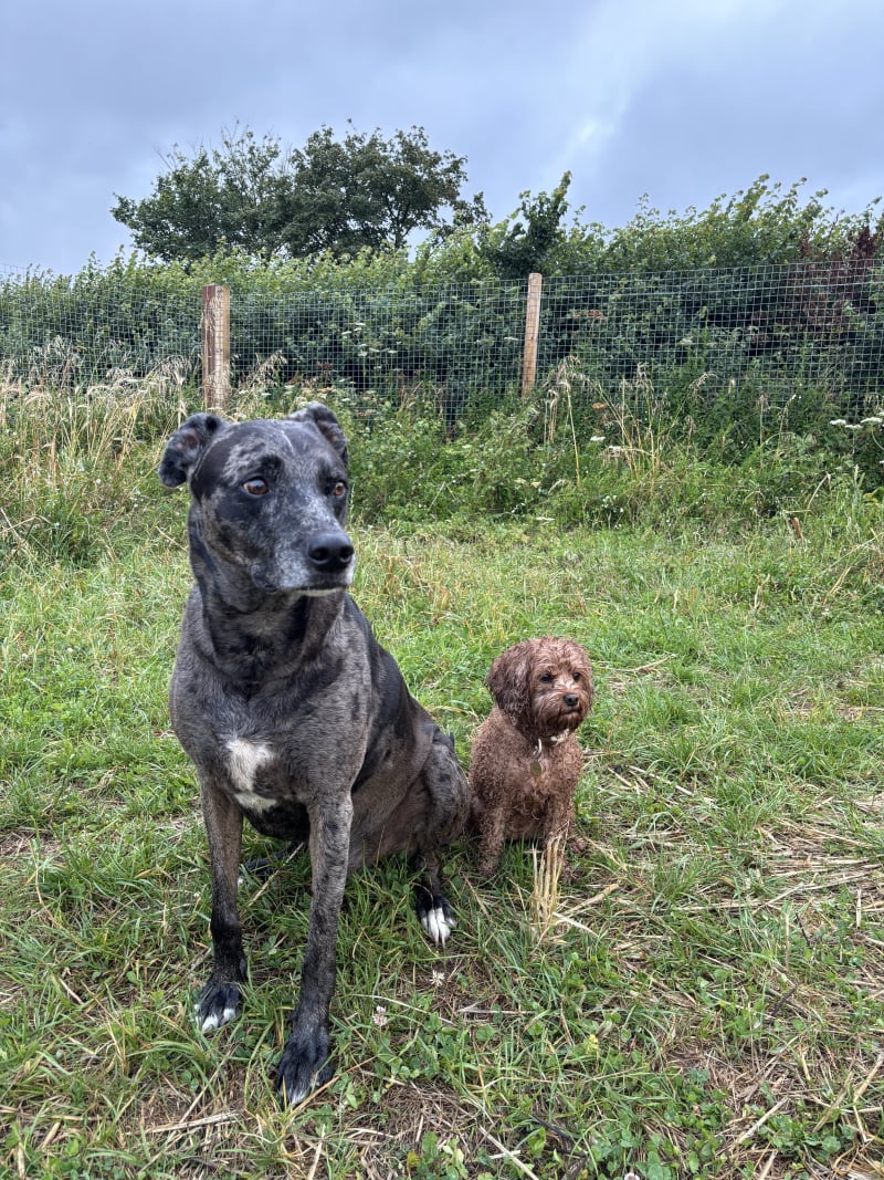 Cinnamon & Puzzle loving life together