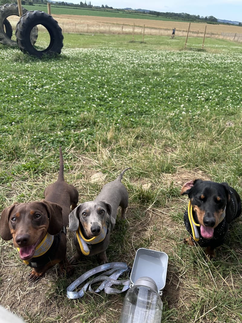 Joey Max and Blue
