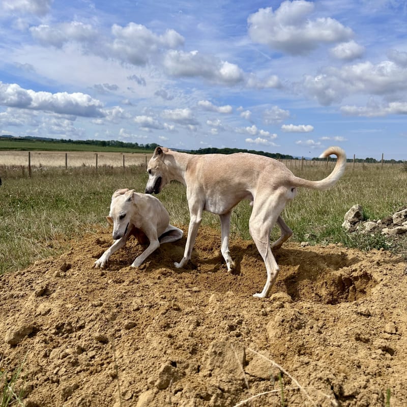 Sand Pit