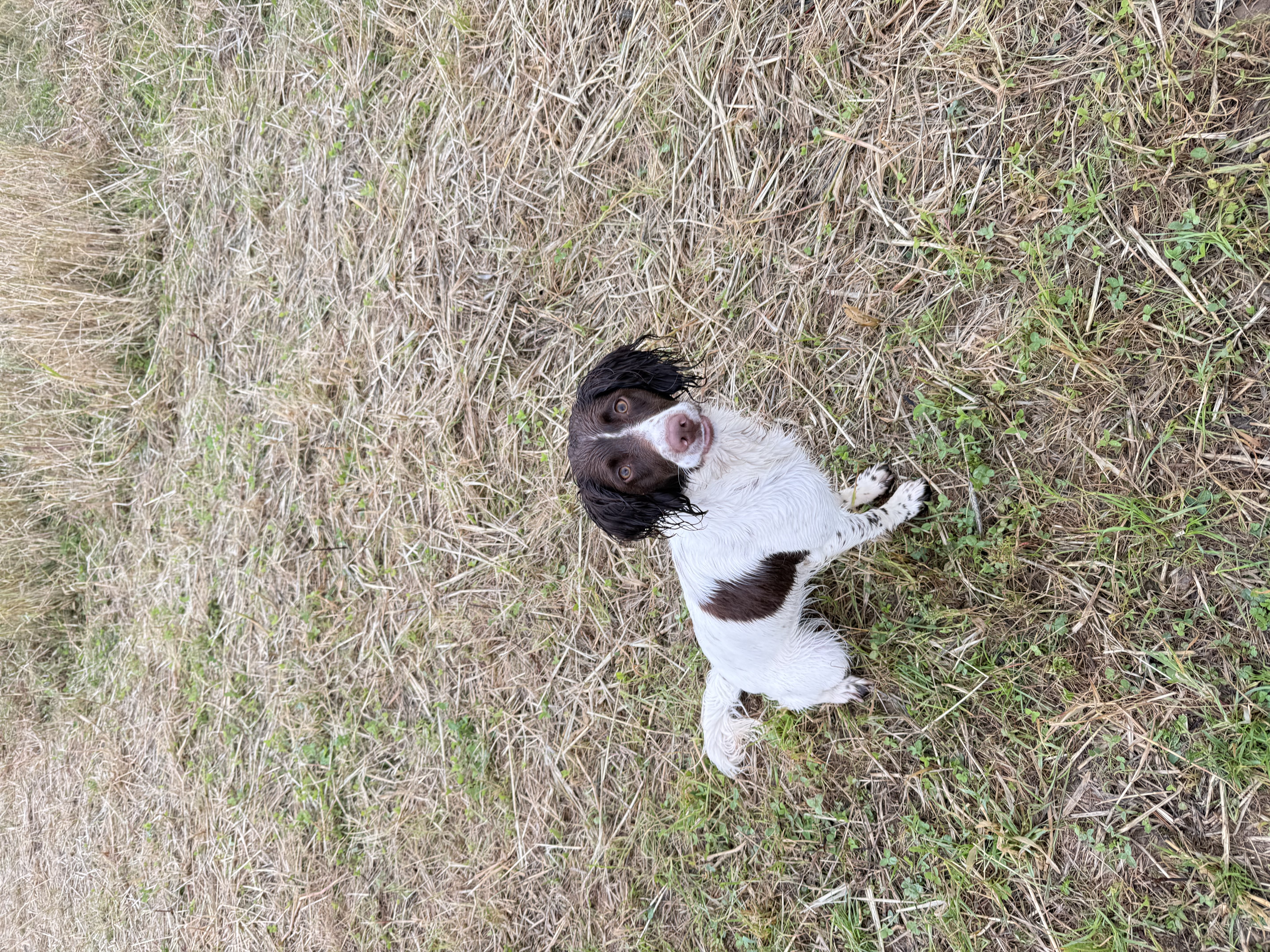 Fern finding her retrieve in the corn field