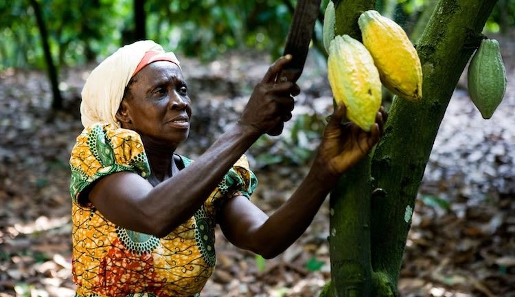 COCOBOD Releases GH¢2.6 Billion to Pay Cocoa Farmers, Targets Outstanding Credit Purchases