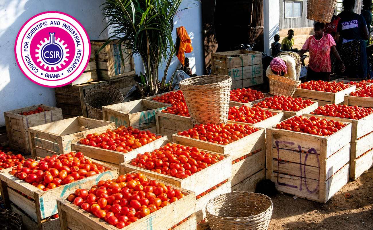 Ghana's Tomato Imports Cost $168m Annually as Ginger Dependence Tops 99%