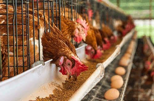 Poultry Prices to Rise 15% Ahead of Christmas in Ghana