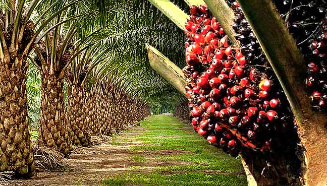 Development Bank Ghana Begins Consultations on US$500m Oil Palm Financing Plan