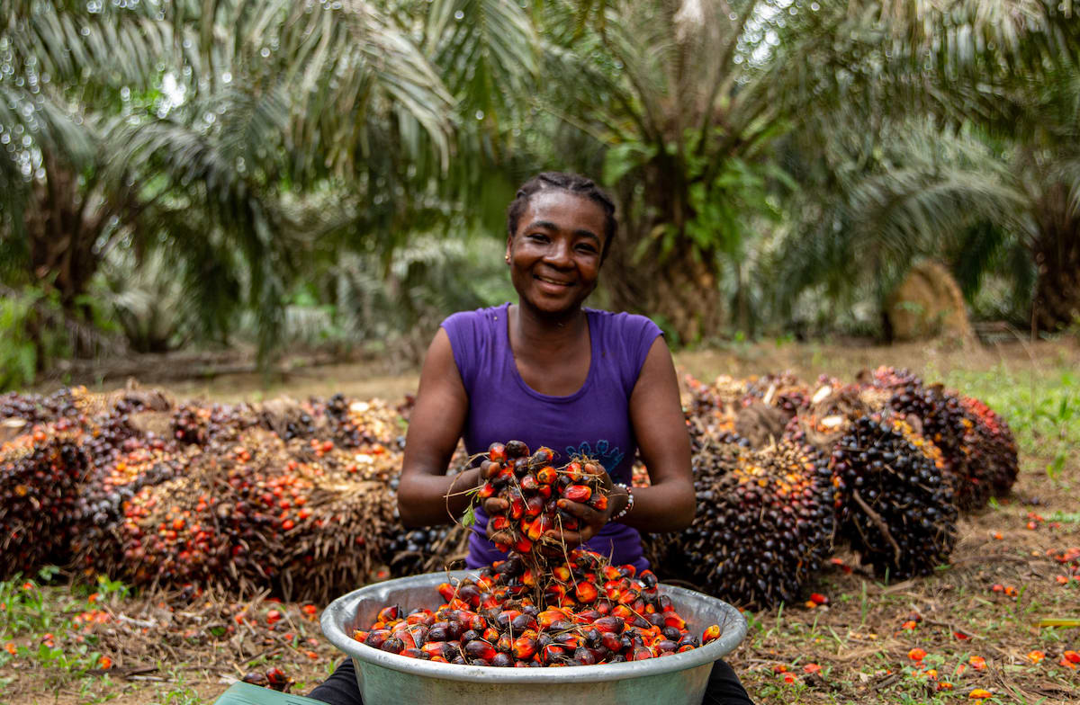 Ghana's Tree Crop Sector Gets $6 Million Boost for Oil Palm Development
