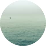 Seagull over the Atlantic