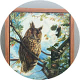 Long-eared Owl, Summer
