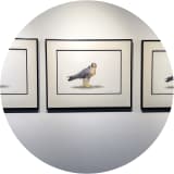 Falco's Regard (Triptych)