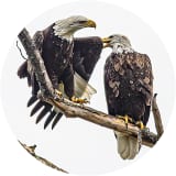 The Bald Eagle an American Icon