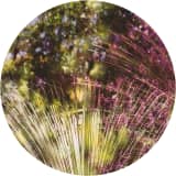 ARIDUM