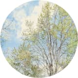 Mid Michigan Spring-Lookin' For Love