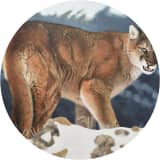 WORK IN PROGRESS- realistic wolf and cougar paintings