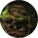 Just a Little Guy