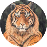 Lions & Tigers & Bears, Oh My! "