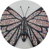 Buttonfly Bloom