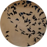 Murmuration