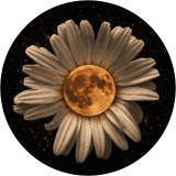     Still, It Bloomed