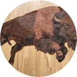 AMERICAN BISON
