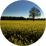 Mustard Field and White Oak