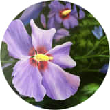 Flowering Rose of Sharon Hibiscus