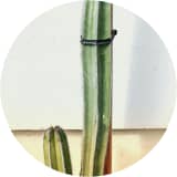 Form