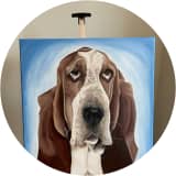 Basset Hound