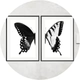 Sight of two Swallowtails