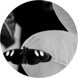 Heliconius (The Mimic)
