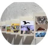 Rewilding My Lens: Images of the Living World