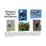 Michigan's "Big Five" Bird Species