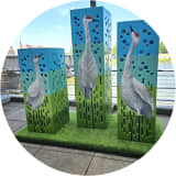 Sandhill Cranes