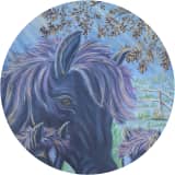 Mare's Morning Stars