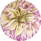 Dahlia