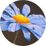 Morning dew