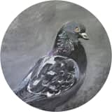 Pigeon 
