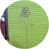 Spirit of Yarrow