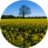 Mustard Field and White Oak