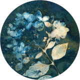 Hydrangea