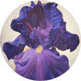 Aurelian Fioritura 