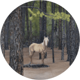 I Met a Wild Horse in the Forest