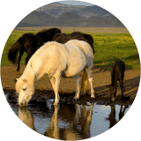 Icelandic Horses