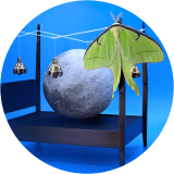 Moon Moth Bed
