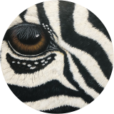 Africa Wildlife series