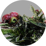 A Time of Anthesis