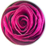 Red Rose