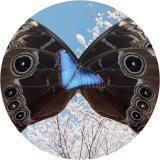 camouflage butterfly