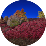 Star Shooting Sumac