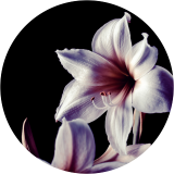 Purple Lily