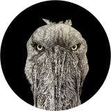 Ancient Eyes